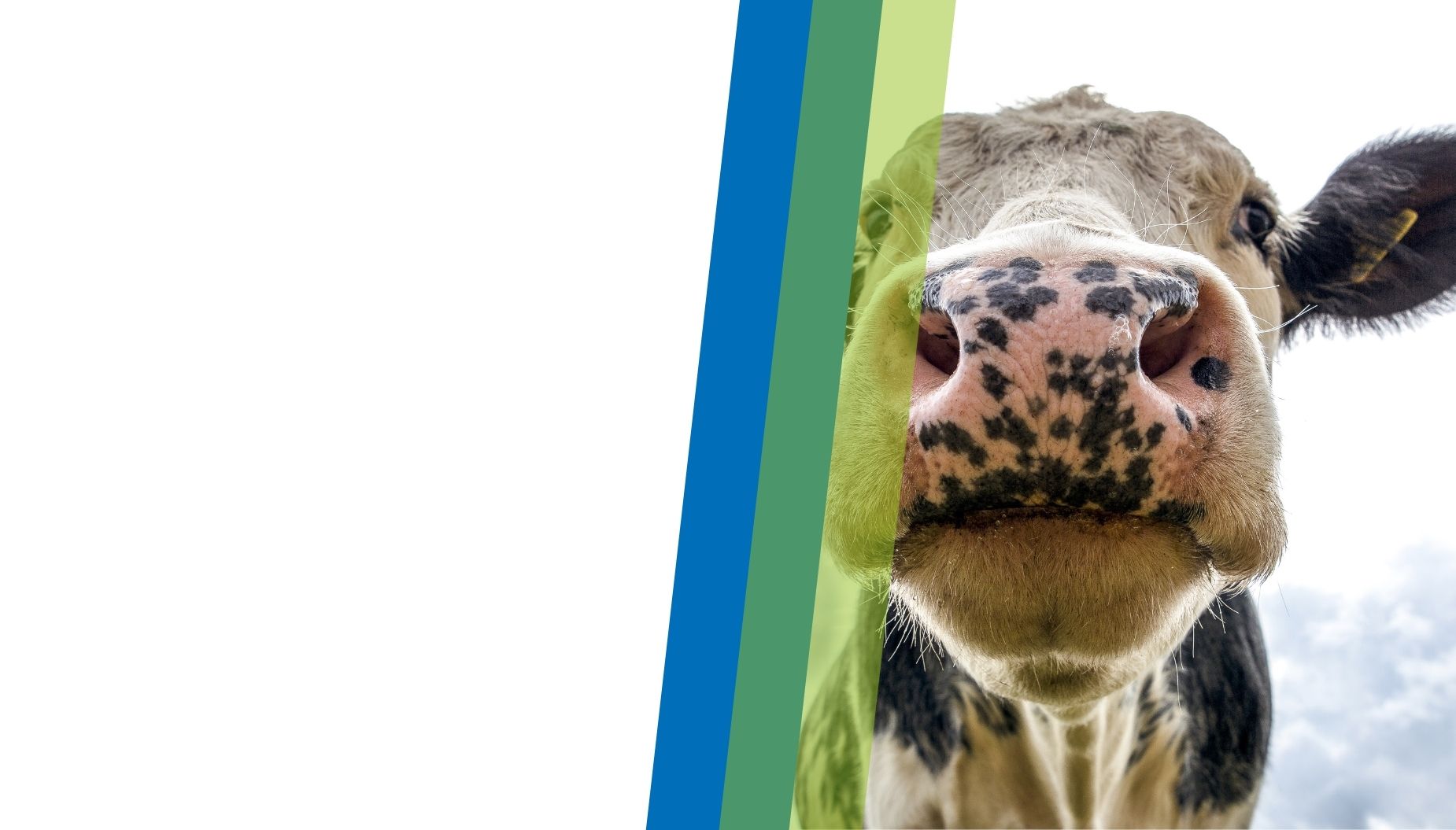 NOUVELLE <br>COLLECTION